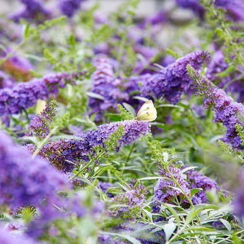 Perfect Plants Li'l Lavender Butterfly Bush, 1 Gallon, Live Plant - Image 4