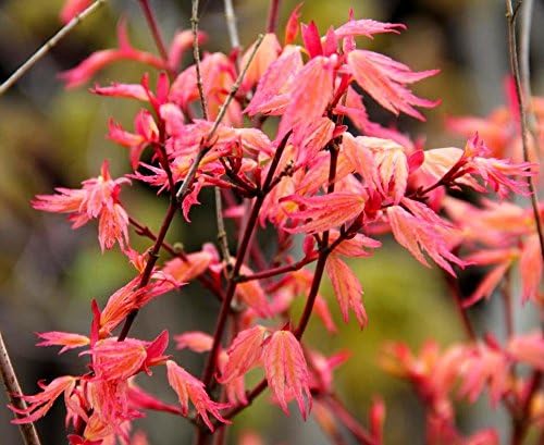 Coral Pink Japanese Maple - Beautiful Coral Pink Leaves in Spring Light Up the Garden 3 - Year Live Tree - Image 4