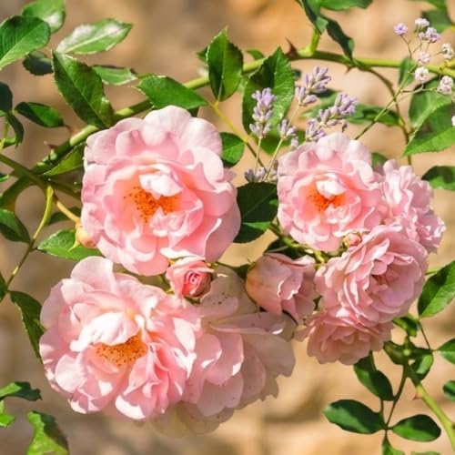 Light Pink Live Rose Plant, Fragrant Garden Rose, 2-3 Inch Tall - Image 2