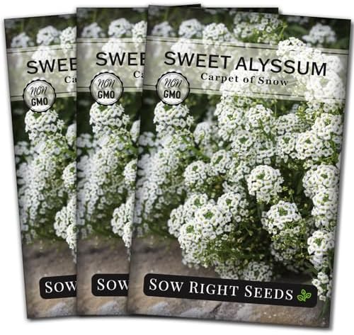 Sow Right Seeds - White Carpet of Snow Sweet Alyssum Seed for Planting 3pk by SowRightSeeds