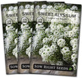 Sow Right Seeds - White Carpet of Snow Sweet Alyssum Seed for Planting 3pk by SowRightSeeds