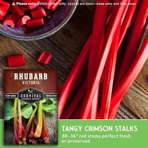 Victoria Rhubarb Seeds for Planting - 5 Packs - Image 4