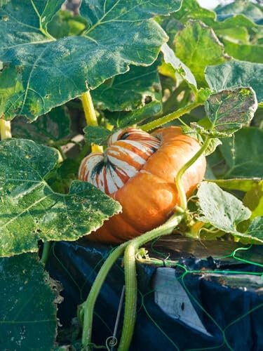 Turk's Turban Pumpkin Seeds - 20+ Count - For 2026 Planting USA Garden Vegetable Winter Squash Gourd Fall Bush Summer Non-GMO Heirloom Grow Your Own Home Farm Patio Healthy Sustainable - Image 2