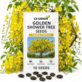 10 Golden Shower Tree Seeds | Cassia Fistula Flowering Tree Seeds by CZGrain