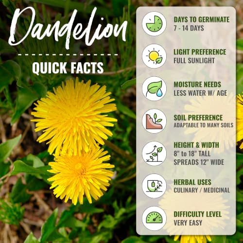 Seed Needs Common Dandelion Seeds to Plant an Herb Garden - 5 Packs - Image 4