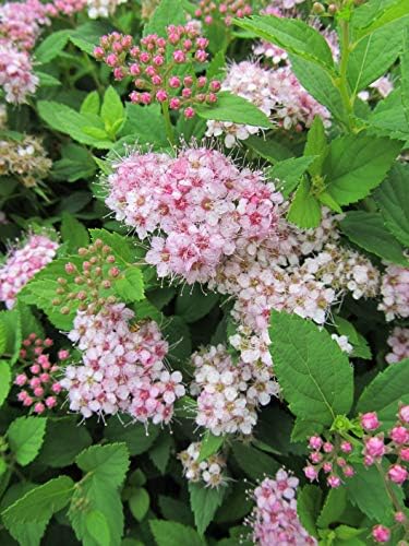 Spiraea jap. 'Little Princess' (Spirea) Shrub, #3 - Size Container - Image 4