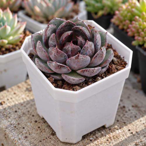 Echeveria 'Blueberry' Live Succulent Plant, 2 Inch Single Head - Image 5