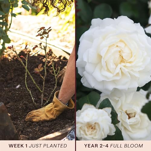 Heirloom Climbing Roses, Live Own Root Plant, Cloud 10™ - Image 3