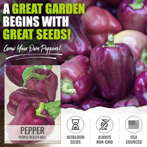 Seed Needs Purple Bell Pepper Seeds to Plant Vegetables - 10 Packs - Image 2