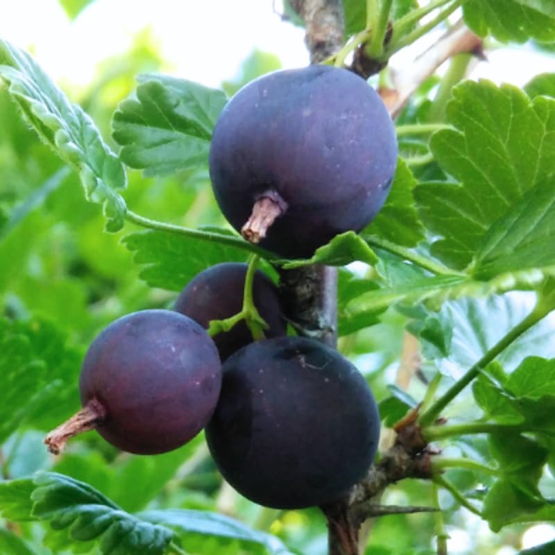 Black Velvet Gooseberry Plant Live, Well-Rooted Berry Shrub, 5-9 Inch Tall - Image 6