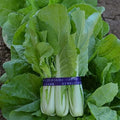 Kitazawa Seed Co Cabbage Seeds - Pak Choi - QD- 2 Express Hybrid 2 g Packet by KitazawaSeedCompany