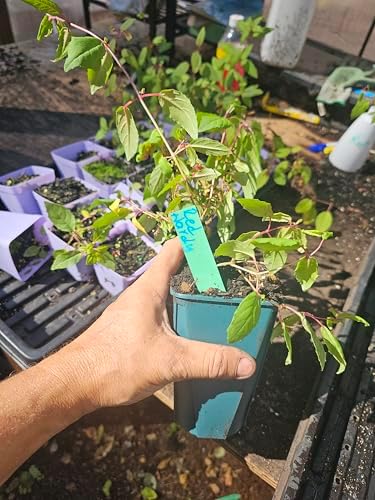 one Live Southgate Fuchsia Fuschia Plant (White/Pink) Bush Shrub Butterfly Hummingbird Attraction pollinator in a 5" Pot, Well Rooted Flowers semi-Shade - Image 6