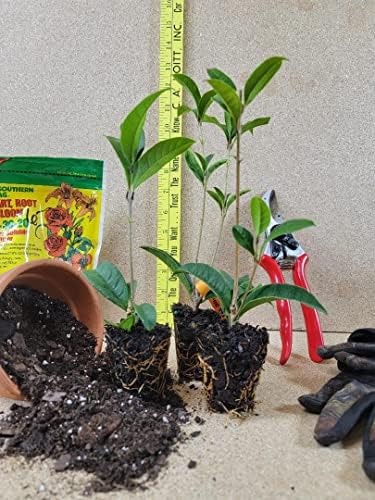 (1) - Apricot Echo Orange Tea Olive - Starter Plant (L4) (1 Plant) - Image 5