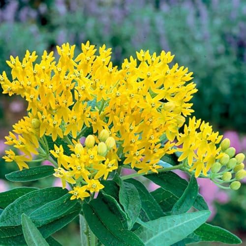 2 Yellow Milkweed Live Plants, Flowering Plant, 4-9 Inch Tall - Image 4