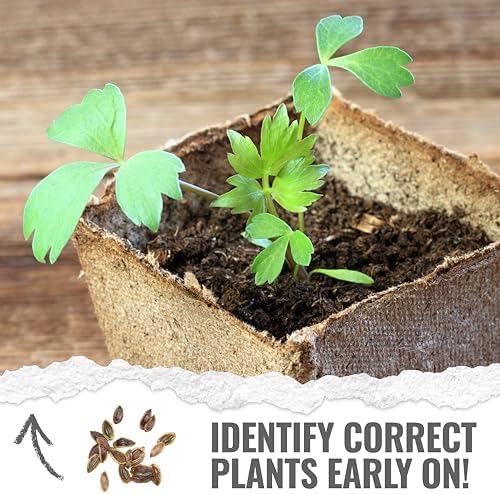 Seed Needs Lovage Seeds to Plant an Herb Garden - 10 Packs - Image 5