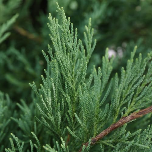 Italian Cypress | 1 Extra Large Trade 3 Gallon Tree | Cupressus sempervirens | Narrow Evergreen Plants | Tall Privacy Landscaping | Upright Ornamental Outdoor Plant - Image 3