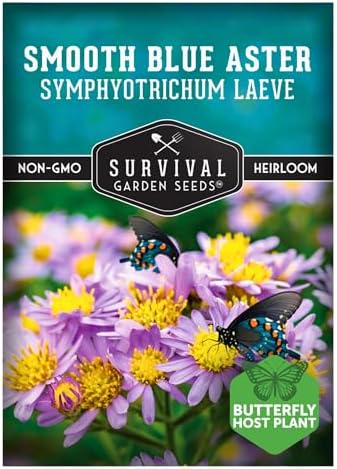 Smooth Blue Aster Seeds for Planting, Symphyotrichum laeve, 1 Pack by SurvivalGardenSeeds