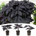 Blackie Sweet Potato Vine Live Plant Plugs – Deep Purple Black Foliage – Fast Growing Trailing Ornamental Vine – Ipomoea Starter Plants, 5 Plants by CZGrain