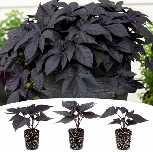 Blackie Sweet Potato Vine Live Plant Plugs – Deep Purple Black Foliage – Fast Growing Trailing Ornamental Vine – Ipomoea Starter Plants, 5 Plants by CZGrain