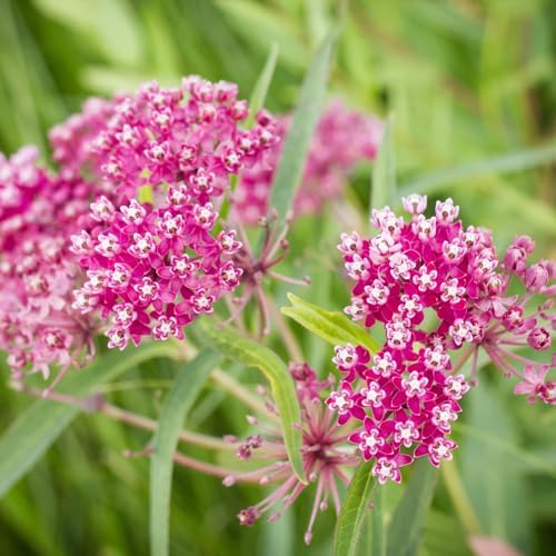 2 Pink Milkweed Asclepias Live Plants, Garden Flower Plant, 5-8 Inch Tall - Image 6