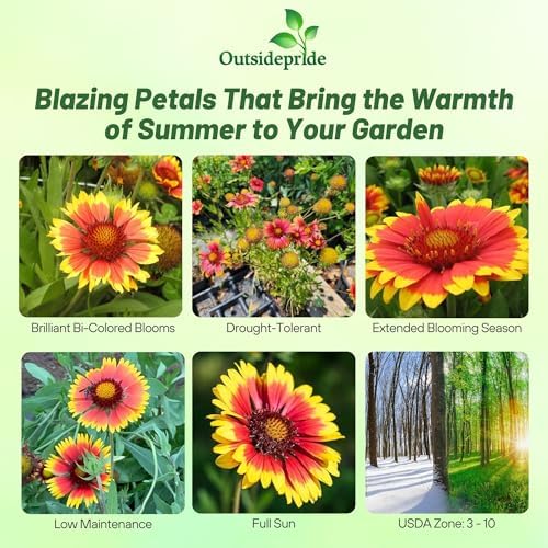Outsidepride Gaillardia Pulchella Red Indian Blanket Seeds for Planting - 5000 Pcs Annual Flower Seeds, Heat & Drought Tolerant for Xeriscaping, Borders, & Small Garden Spaces (Pack of 2) - Image 2