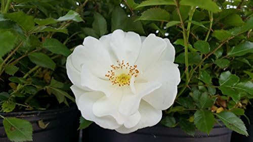 Flower Carpet Roses - Rosa White (Rose) Rose, double white flowers, #2 - Size Container - Image 2