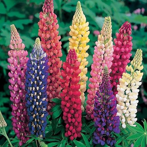 Mixed Lupines Seeds with Many Colors, 250 Seeds - Image 2