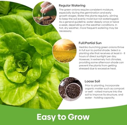 Groundio Buttercrunch Lettuce Seeds, Heirloom Non GMO Vegetable Seeds for Planting Outdoor, Indoor & Hydroponic, Garden Green Leaf Seeds for Salad - Image 3