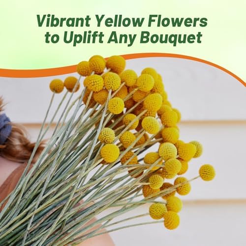 Outsidepride Billy Button Craspedia Globosa Seeds - 1000 Pcs Perennial, Hardy & Drought Tolerant, Flower Seeds for Planting w/Yellow Spherical Blooms, Ideal for Cut Flower & Pollinator Gardens - Image 6