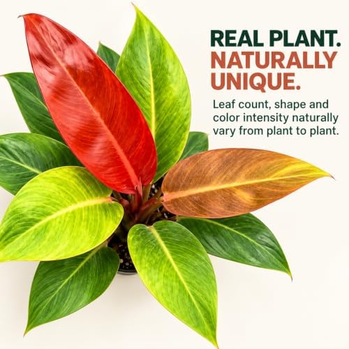 Philodendron Red Sun Live Plant 2" - Fully Rooted Indoor Houseplant Gift - Image 5
