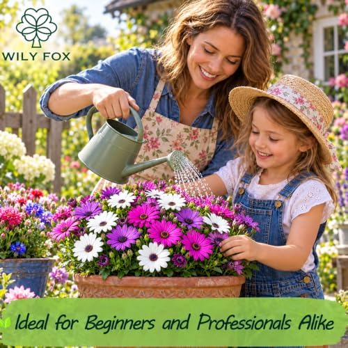 African Chrysanthemum Seeds for Planting, Osteospermum ecklonis, Heirloom Non-GMO African Daisy Cape Marguerite Flower Seeds, High Germination White Daisy-Like Perennial Garden Plant, 100 Count - Image 2