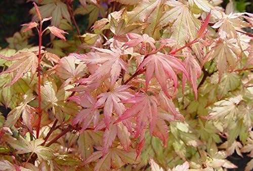 Coral Pink Japanese Maple - Beautiful Coral Pink Leaves in Spring Light Up the Garden 3 - Year Live Tree - Image 3