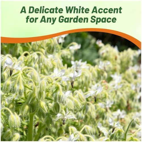 Outsidepride White Borage Seeds for Planting – 2000 Pcs. Annual, Drought-Tolerant Herb Seeds with Star-Shaped Blooms, Attracts Bees for Pollinator Gardens, Summer Teas, Decoration & Culinary Use - Image 5