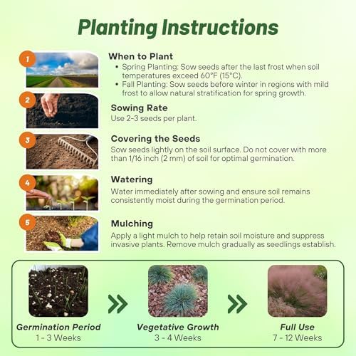 Outsidepride Ruby Muhly Ornamental Grass Seeds - 100 Pcs, Perennial, Drought Tolerant, Low Maintenance, Ornamental Tall Grass Plants, Fast Growing for Landscaping, Outdoor Garden, Privacy Plants - Image 4