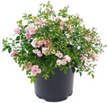 Live Plant from Green Promise Farms - Rosa The Fairy (The Fairy Rose), #3 Gallon Size Container, Pink Flowers - This Plant Does NOT Ship to AZ, CA, HI, ID, MT, NV, OR, PR, UT & WA!! by GreenPromiseFarms