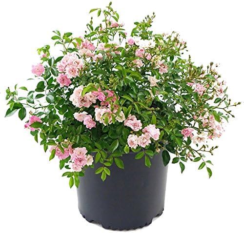Live Plant from Green Promise Farms - Rosa The Fairy (The Fairy Rose), #3 Gallon Size Container, Pink Flowers - This Plant Does NOT Ship to AZ, CA, HI, ID, MT, NV, OR, PR, UT & WA!! by GreenPromiseFarms