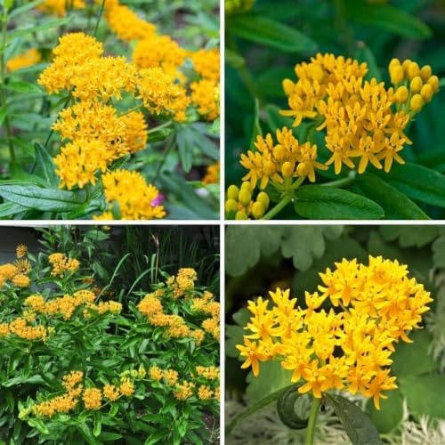 2 Yellow Milkweed Live Plants, Well-Rooted Starter Plant, 4-6 Inch Tall - Image 3