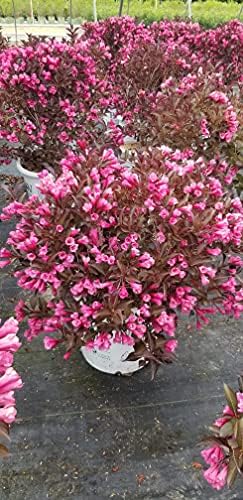 Green Promise Farms Wine & Roses` (Weigela) Shrub, #3-Size Container, Pink Flowers - Image 4