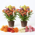 2 Mixed Butterfly Milkweed Plants Live, Native Flower Plant, 4-9 Inch Tall by UIOTER