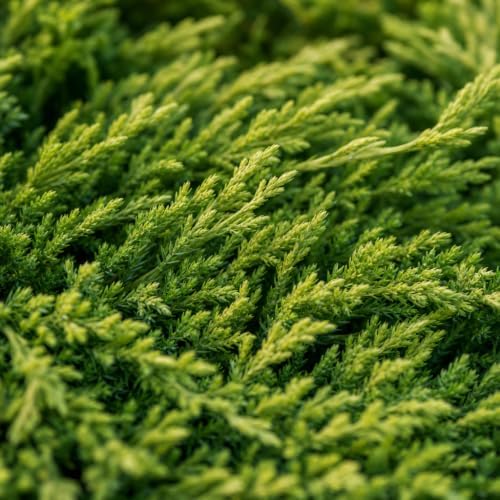 Prince of Wales Juniper | 1 Large Trade Gallon Size Plant | Juniperus Horizontalis | Low Maintenance Groundcover, Evergreen Shrub Landscaping, Drought Tolerant Plant, Spreading Juniper Borders - Image 3