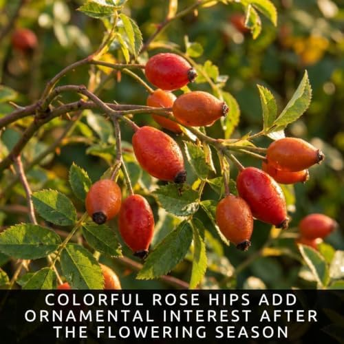 Dog Rose Bush Seeds for Planting | 100 Seeds | Pink Wild Rose Rosa Canina - Image 4