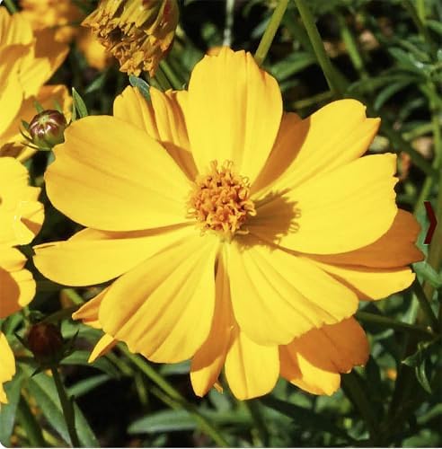 Gold Crest Cosmos - Long Blooming Season - 2 to 3 Feet Tall - Image 2
