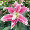 Votaniki Double Lily Sweet Rosy - Perennial & Fragrant Flowers, Oriental Lily (Lily Sweet Rosy) Bulbs for Planting | Summer Flowering Bulbs - Easy to Grow (4 Pack) by Votaniki