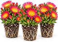 Fire Spinner Delosperma Live Plant Plugs – Pink Orange Ice Plant Flowers – Succulent Ground Cover Starter Plants for Rock Gardens, Borders & Containers, 3 Plants by CZGrain