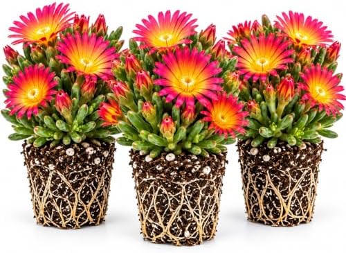 Fire Spinner Delosperma Live Plant Plugs – Pink Orange Ice Plant Flowers – Succulent Ground Cover Starter Plants for Rock Gardens, Borders & Containers, 3 Plants by CZGrain