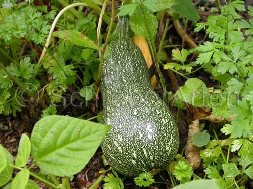 Zucchini, Grey Zucchini Squash, 100 Seeds per Pack, Non GMO,has Been a Favorite of Vegetable Gardeners Since the 1950’s. - Image 2
