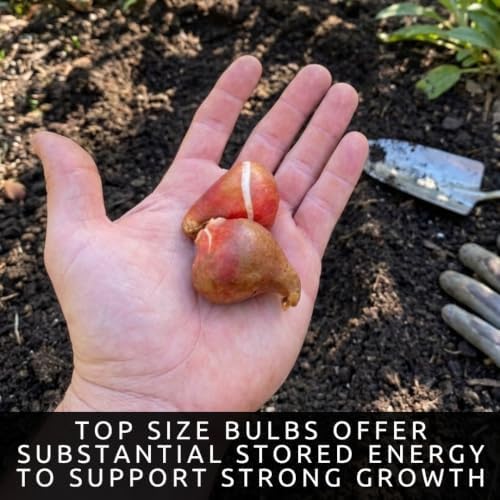 25 Salmon Dynasty Tulip Bulbs | Coral Pink Spring Flowers for Fall Planting - Image 4