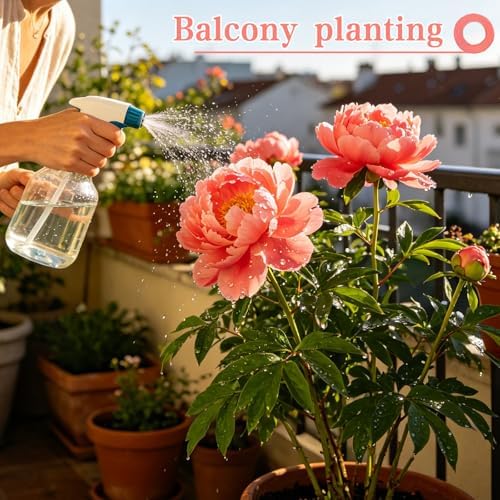 Peony Seeds, Mixed Colors Perennial Garden Flower Fragrant Blooms, 50 Seeds - Image 4