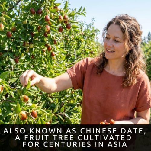 10 Jujube Tree Seeds | Ziziphus Jujuba Fruit Tree Seeds for Planting - Image 2