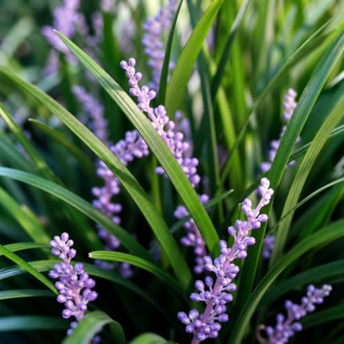 Evergreen Giant Liriope Muscari - 30 Live Plants - Drought Tolerant Low Maintenance Evergreen Groundcover Grass - Image 3